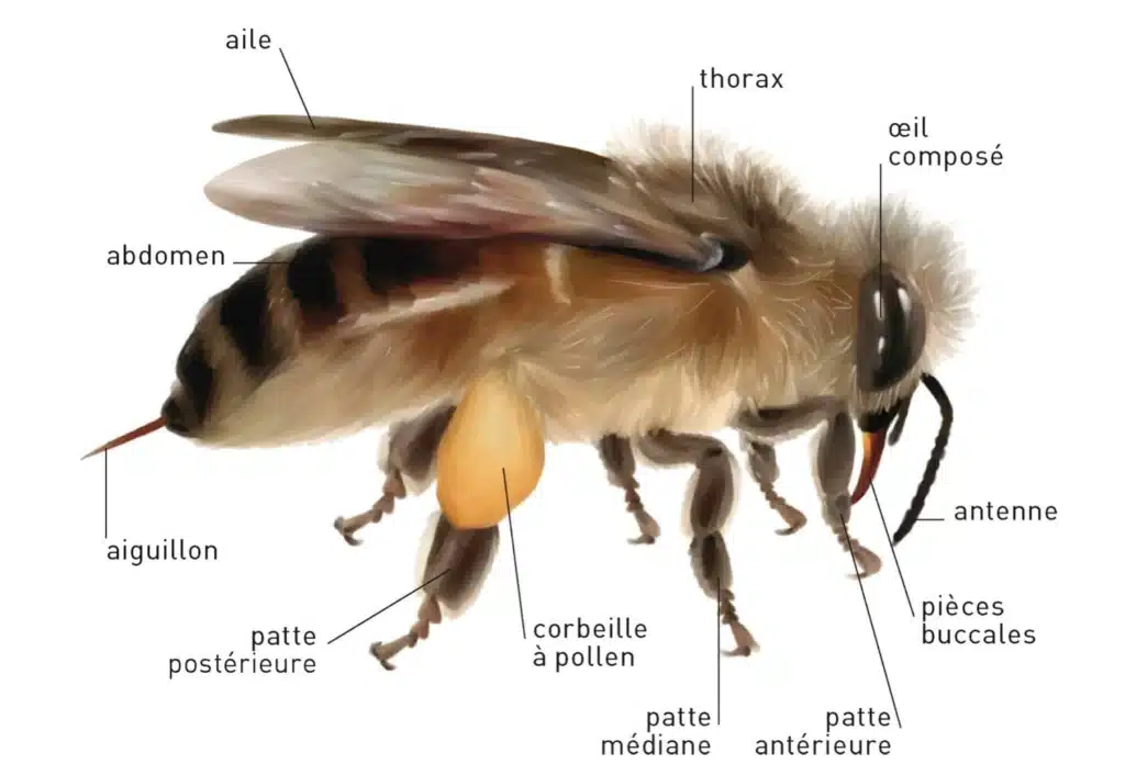 morphologie de l'abeille